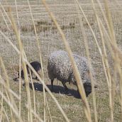 The Sheep Song. Een project van Fotografie van Anna Rohova - 12.04.2023