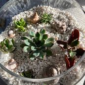 Mi proyecto del curso: Arte vegetal: crea tu propio terrario abierto. Un proyecto de Diseño de interiores, Paisajismo, Decoración de interiores, DIY, Diseño floral y vegetal de Nancy S. - 12.04.2023