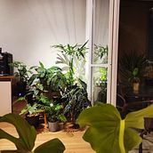 Mi proyecto del curso: Diseño de interiores con plantas desde cero. Interior Design, L, scape Architecture, Decoration, Interior Decoration, DIY, Floral, Plant Design, and Spatial Design project by Cantidio Biscalchim Netto - 04.13.2023