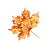 Maple leaf watercolor. Traditional illustration, Arts, Crafts, and Fine Arts project by rekhamav - 04.16.2023
