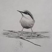 Mein Abschlussprojekt für den Kurs: Illustriere Vögel mit expressiven Aquarelltechniken. Traditional illustration, Watercolor Painting, Realistic Drawing, and Naturalistic Illustration project by heidrunknoch - 04.21.2023