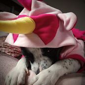 Meu projeto do curso: Fotografia lifestyle de cachorros. Photograph, Portrait Photograph, Instagram Photograph, Documentar, Photograph, Lifest, and le Photograph project by Giselle Tôrres - 04.21.2023