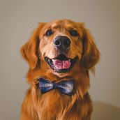 Mi proyecto del curso: Fotografía lifestyle de perros. Un progetto di Fotografia, Fotografia di ritratto, Fotografia per Instagram, Fotografia documentaria, Fotografia lifest e le di Nataly Agudelo - 21.04.2023