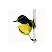 Acuarela artística para ilustración de aves. Traditional illustration, Watercolor Painting, Realistic Drawing, and Naturalistic Illustration project by Patricia Gutiérrez Jofré - 05.03.2023