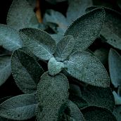 Raccolta piante. Photograph, Photograph, Post-production, and Fine-Art Photograph project by Tommy - 06.07.2022