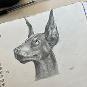 Dober . Realistic Drawing project by Miko Yoshizaki - 04.21.2023