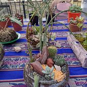 Terrarios áridos. Un proyecto de Diseño floral y vegetal de Yanina Grisel Rodríguez - 26.04.2023