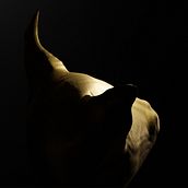 Golden sphinx. 3D, 3D Design, and Concept Art project by Rocio Fuentes - 12.21.2021
