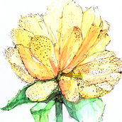 Genziana. Un progetto di Illustrazione tradizionale, Belle arti, Packaging, Illustrazione botanica, Pittura digitale, Illustrazione con inchiostro e Illustrazione naturalistica di Diletta Davolio - 28.04.2023