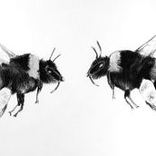 Mein Abschlussprojekt für den Kurs: Tiere zeichnen mit Kohle und Tusche. Un projet de Beaux Arts, Dessin, Illustration à l'encre et Illustration naturaliste de Marleen Utech - 28.04.2023