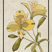 Mi proyecto del curso: Ilustración botánica: del cuaderno a la lámina. Traditional illustration, Sketching, Drawing, Botanical Illustration, Sketchbook & Ink Illustration project by Jazmín Vainman - 04.26.2023