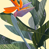 Bird of Paradise on Procreate. Digital Illustration project by Rebecca Zenger - 04.10.2023