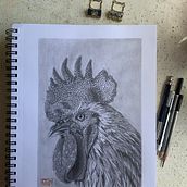 Gallo (grafito ). Un proyecto de Ilustración tradicional, Bellas Artes y Dibujo a lápiz de Marcela Pacheco Weber - 30.04.2023