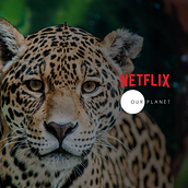 Our Planet Review. UX / UI, Web Design, Mobile Design, Digital Design, App Design, and Digital Product Design project by Thiago Rodrigues - 05.01.2023