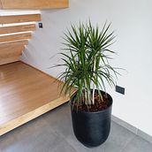 Mi proyecto del curso: Decoración expresiva con plantas de interior. Interior Design, L, scape Architecture, Decoration, Interior Decoration, DIY, Floral, Plant Design, and Spatial Design project by Pablo Adrian Fernandez - 05.01.2023