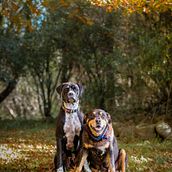 Mein Abschlussprojekt für den Kurs: Lifestyle-Fotografie mit Hunden. Un progetto di Fotografia, Fotografia di ritratto, Fotografia per Instagram, Fotografia documentaria, Fotografia lifest e le di izzy_malone - 05.05.2023