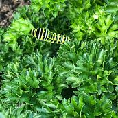 Deep into the Garden. Un proyecto de Escritura, Creatividad, Stor, telling, Narrativa y Escritura creativa de ceemahari - 06.05.2023