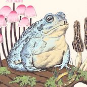 Magic Toad. Traditional illustration, Drawing, Realistic Drawing, and Naturalistic Illustration project by cyrillesaura - 05.06.2023