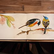 My project for course: Artistic Watercolor Techniques for Illustrating Birds. Traditional illustration, Watercolor Painting, Realistic Drawing, and Naturalistic Illustration project by polli_pertl - 05.07.2023