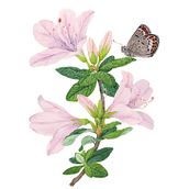 My project for course: Naturalistic Illustration in Watercolor and Gouache. Fine Arts, Painting, Watercolor Painting, Botanical Illustration, Naturalistic Illustration, and Gouache Painting project by Siva Xu - 05.10.2023