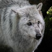 Wolf mood. Un progetto di Fotografia di aurore_escaffre - 01.05.2023