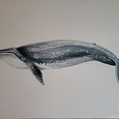 Mi proyecto del curso: Técnicas de ilustración naturalista: ballenas en acuarela. Artes plásticas, Pintura, Pintura em aquarela e Ilustração naturalista projeto de elvayg - 13.05.2023