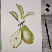 Mi proyecto del curso: Ilustración botánica realista: conecta con la naturaleza. Un proyecto de Pintura, Pintura a la acuarela, Ilustración botánica e Ilustración naturalista				 de Noelia Rojas - 15.05.2023