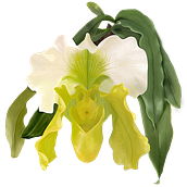 Pintura digital de Orquídea. Un projet de Design , Illustration traditionnelle, Design graphique , et Peinture numérique de Sandra Martinelli - 15.05.2023