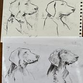 My project for course: Animal Illustration with Charcoal and Ink. Fine Arts, Drawing, Ink Illustration, and Naturalistic Illustration project by gill_19 - 05.16.2023