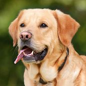 Eindproject: Labrador retriever. Fine Arts project by Cesarine Hiddink - 05.16.2023