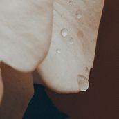 Gocce su una delle mie rose . Un proyecto de Fotografía de Giada Pacifici - 16.05.2023