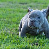 Alexander Ramos Photo - The Puppy. Photograph project by Alexander J. Ramos - 05.17.2023