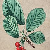 My project for course: Botanical Illustration with Watercolors. Un progetto di Illustrazione tradizionale, Belle arti, Pittura, Disegno, Pittura ad acquerello e Illustrazione botanica di Izabela de Lima - 19.05.2023
