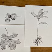 My project for course: Botanical Illustration: From Notebook to Print. Traditional illustration, Sketching, Drawing, Botanical Illustration, Sketchbook & Ink Illustration project by lizscott08 - 05.19.2023