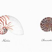 Nautilus & Ammonoidea shell. Un progetto di Illustrazione tradizionale e Illustrazione naturalistica di Sara Scheggi - 20.05.2023