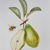 Mój projekt z kursu: Realistyczna ilustracja botaniczna: ucieczka do świata natury. Un proyecto de Pintura, Pintura a la acuarela, Ilustración botánica e Ilustración naturalista				 de katun1 - 21.05.2023