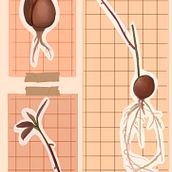 Practice Scientific Illustration: Avalon the Avocado Ein Projekt aus dem Bereich Traditionelle Illustration von lexilee121 - 21.05.2023