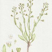 My project for course: Botanical Watercolor: Illustrate the Anatomy of Flowers. Un proyecto de Ilustración tradicional, Bellas Artes, Pintura, Dibujo, Pintura a la acuarela e Ilustración botánica de marrethalita - 23.05.2023