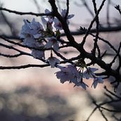 My project for course: Beginner’s Photography: Basic Camera Use and Theory . % Brigitte Tolosa tarafından hazırlanan Fotoğrafçılık, Dijital Fotoğrafçılık, Fotoğrafik Kompozis, Ve on projesi - 05.24.2023
