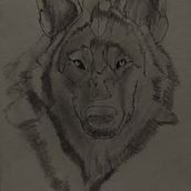 The Wolf. Design projeto de Jenna Luke - 10.06.2022