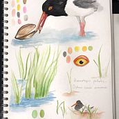 Mi proyecto del curso: Cuaderno de viaje ilustrado: registra la naturaleza. Pencil Drawing, Drawing, Watercolor Painting, Sketchbook, Traditional illustration, and Fine Arts project by Adriana Mangones - 05.27.2023