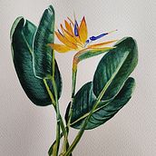 Mi proyecto del curso: Ilustración botánica con acuarela. Un projet de Illustration traditionnelle, Beaux Arts, Peinture, Dessin, Aquarelle et Illustration botanique de Sol Centurion - 27.05.2023