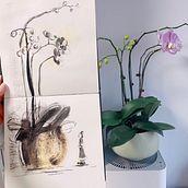 My project for course: Illustrating Nature: A Creative Exploration. Un proyecto de Ilustración tradicional, Pintura, Dibujo, Pintura a la acuarela, Ilustración con tinta e Ilustración naturalista				 de whitenoon2022 - 28.05.2023