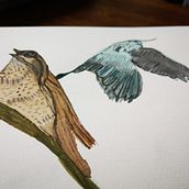 My project for course: Artistic Watercolor Techniques for Illustrating Birds. Traditional illustration, Watercolor Painting, Realistic Drawing, and Naturalistic Illustration project by stephen booth - 05.28.2023