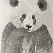 Mon projet du cours : Dessin naturaliste d'animaux au crayon graphite. Traditional illustration, Pencil Drawing, Drawing, and Naturalistic Illustration project by sophie_thorens - 05.28.2023