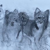 Charcoal drawing Icelandic Sheepdogs Ein Projekt aus dem Bereich Traditionelle Illustration von Elspa Metzdorff - 29.05.2023
