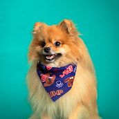 Mi proyecto del curso: Fotografía lifestyle de perros. Un progetto di Fotografia, Fotografia di ritratto, Fotografia per Instagram, Fotografia documentaria, Fotografia lifest e le di Fabian Estrada - 08.04.2023
