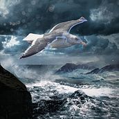 Em busca da Liberdade - Inspirado no Livro Fernão Capelo Gaivota. Photograph, Photograph, Post-production, Photo Retouching, Photomontage, Traditional illustration, and Design project by David Albuquerque - 05.25.2023