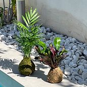 Kokedama Ein Projekt aus dem Bereich Blumen- und Pflanzendesign von odabokken - 03.06.2023