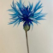 Cornflower. Traditional illustration project by Patty - 06.03.2023